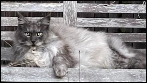 A long-haired gray and white cat lying on a wooden deck with a weathered wooden fence in the background.