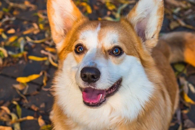 Happy dog with tan and white fur, standing outdoors among fallen yellow leaves.