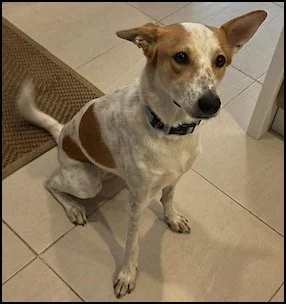 Dog with white and brown fur sitting on tile floor indoors