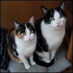 Two cats sitting on a cushioned surface indoors, one calico and one black and white.