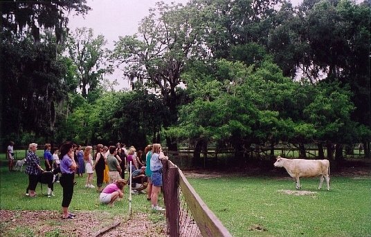 Group of people gathered and observing a white cow in a grassy park with trees in the background.