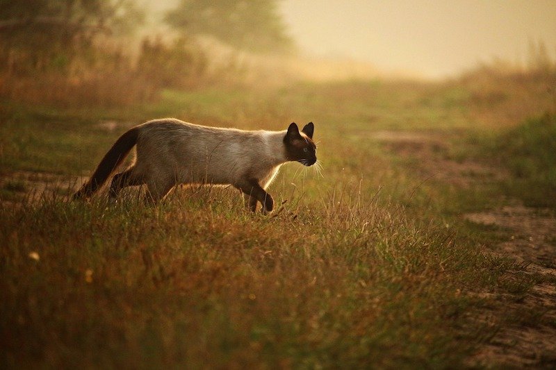 A Siamese cat walking on a grassy area near a dirt path during sunset.