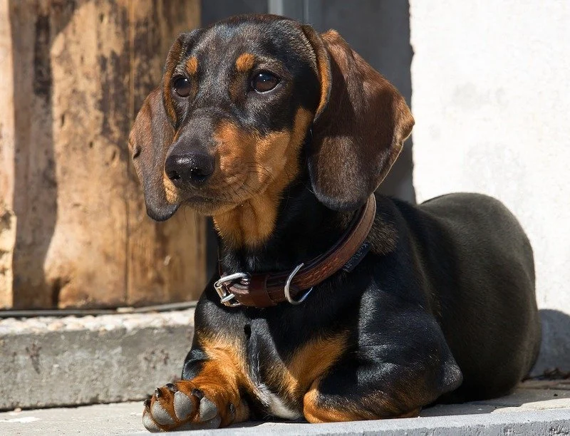 A black and tan Dachshund dog lying on the ground outdoors, with sunlight shining on its face and a wooden fence in the background.