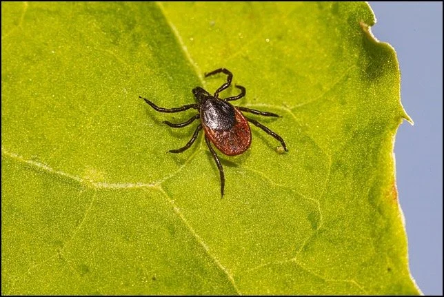 Bothered by “Pests?”