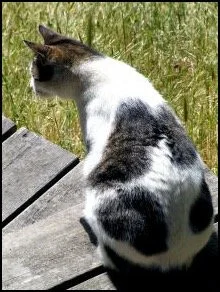 A black and white cat sitting on a wooden deck near grass.
