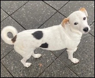 Small white dog with black spots, standing on a sidewalk.