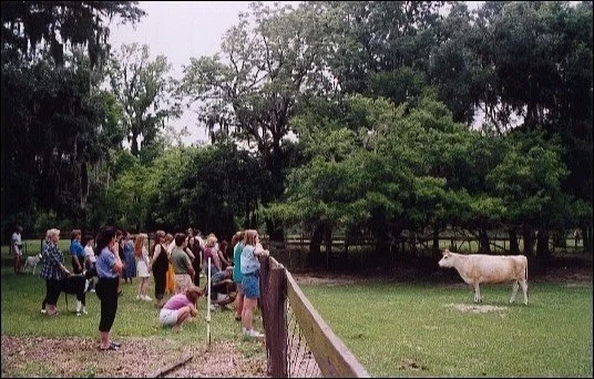Group of people gathered outdoors watching a cow in a grassy area surrounded by trees.