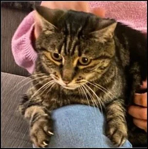 A tabby cat with yellow eyes resting on a person's knee, with a pink blanket in the background.