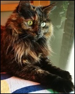 Close-up of tortoiseshell cat with green eyes lying down