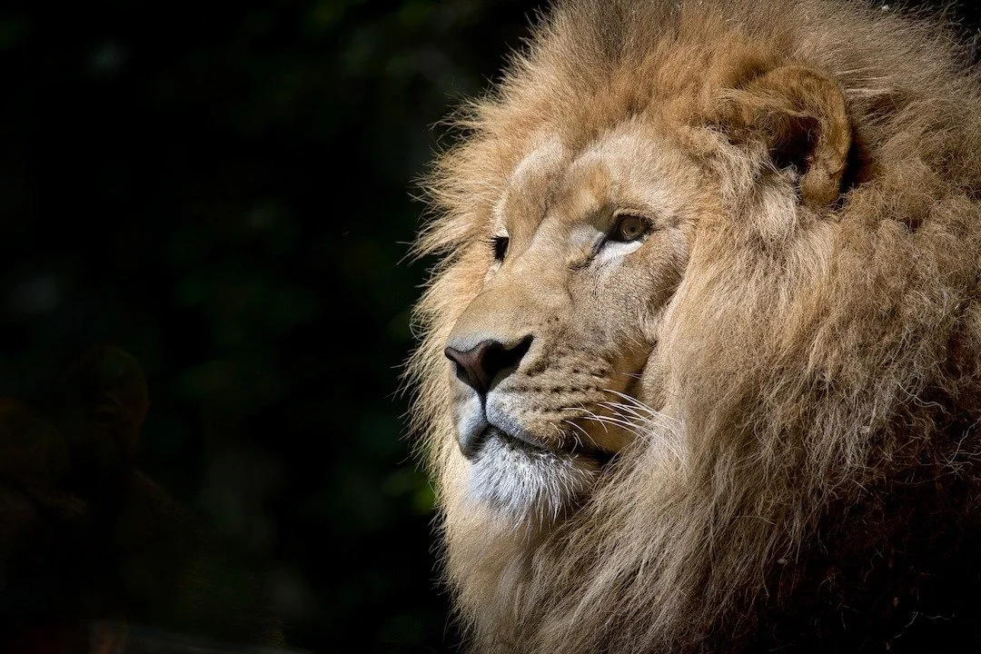 Lion face closeup