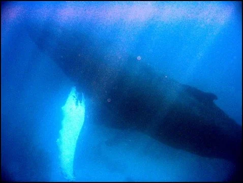 Underwater view of a large whale near the ocean surface with sunlight streaming through the water.