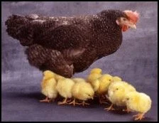 A mother hen with multiple yellow chicks on a farm or outdoor setting.