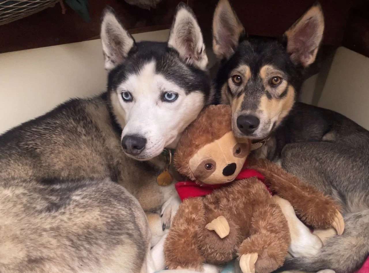 Two husky mixed-breed puppies cuddling together with a stuffed sloth toy among them.