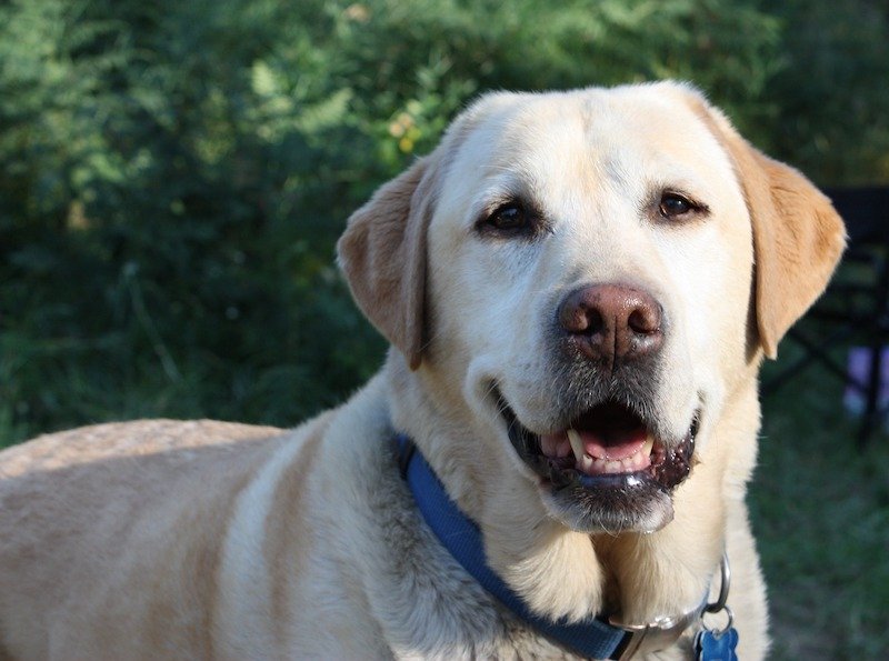 Smiling yellow Labrador Retriever outdoors with green foliage in the background.