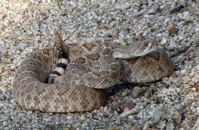 A rattlesnake coiled on gravel terrain.