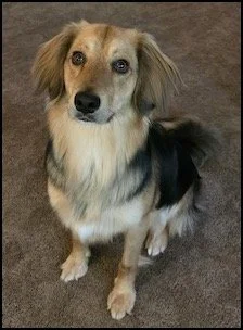 A small mixed-breed dog with tan, black, and white fur, sitting on a brown carpet and looking at the camera.