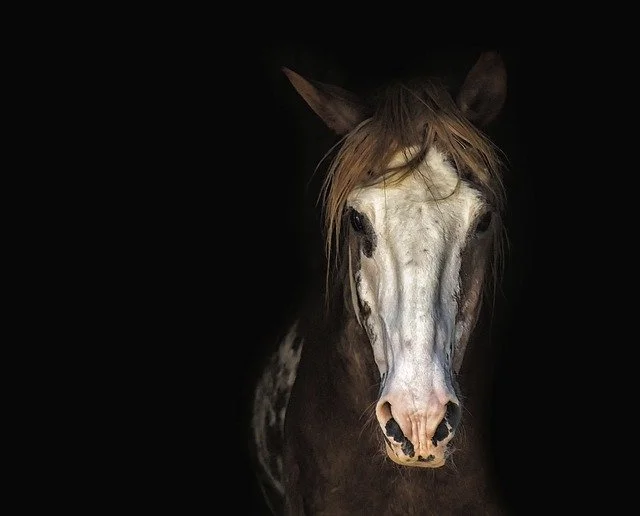 Why Animals May Not Speak Up About Abuse