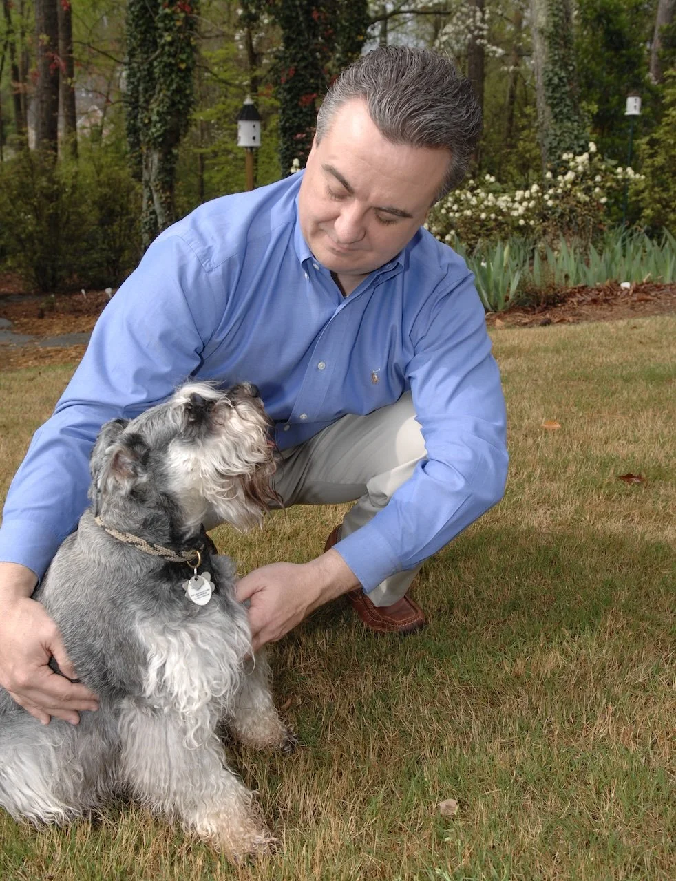 A man in a blue dress shirt crouches on the grass and interacts affectionately with a gray and white schnauzer dog in a garden.
