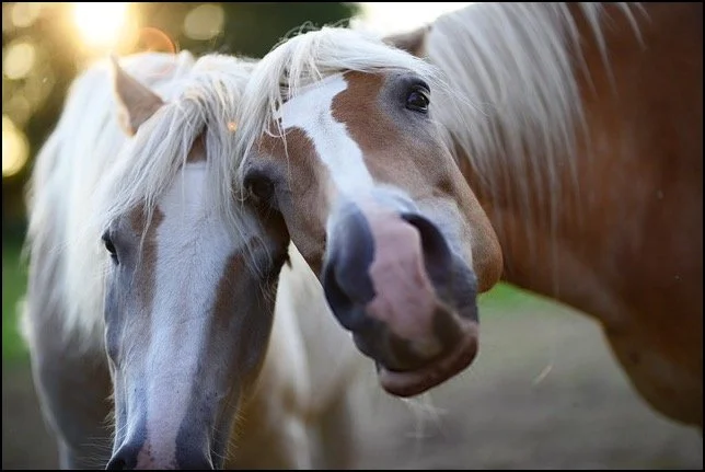 Can Telepathic Animal Communication Affect Present Time Animal Behavior?