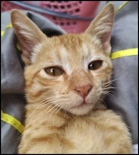 Close-up of an orange tabby kitten with a relaxed expression.