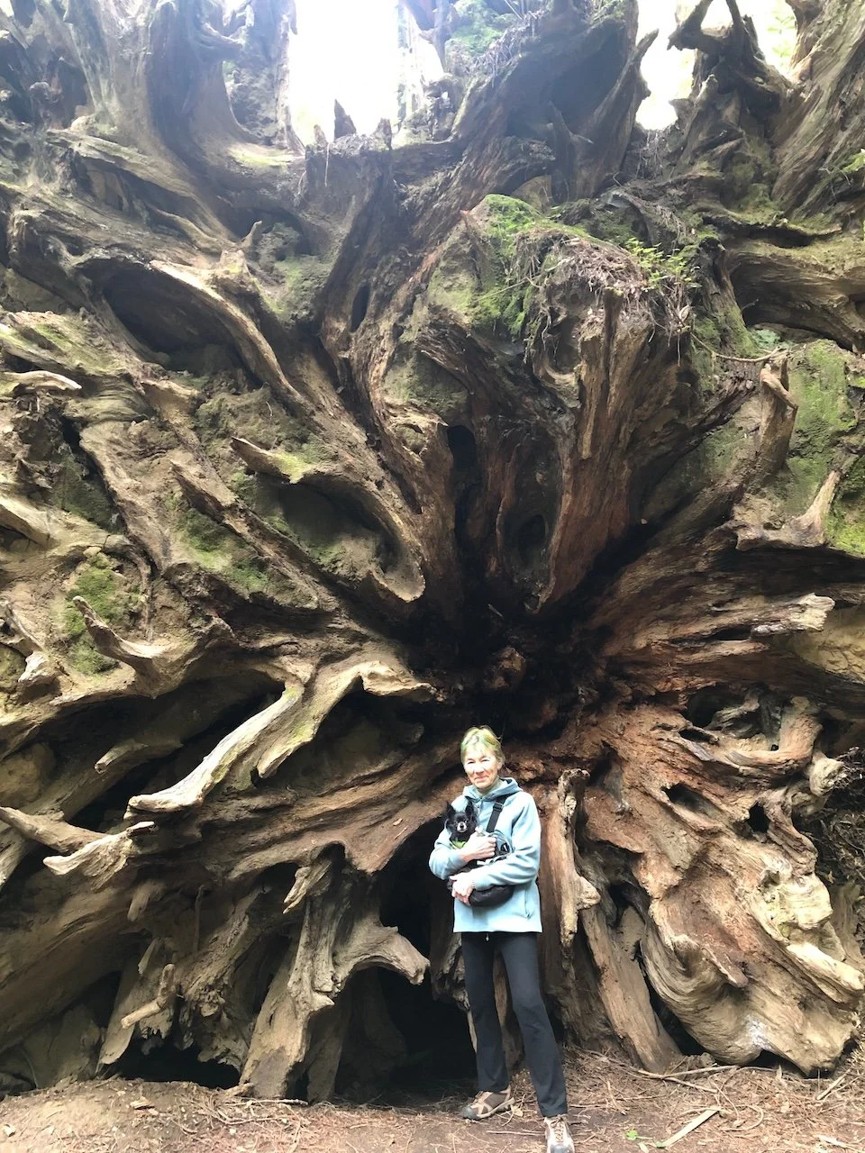 A woman holding a small black and white dog stands in front of a large, fallen tree with a hollowed-out section, surrounded by mossy, gnarled roots in a forest.