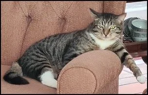 A gray tabby cat lying on a pinkish-orange couch armrest with a relaxed expression, in a cozy indoor setting.