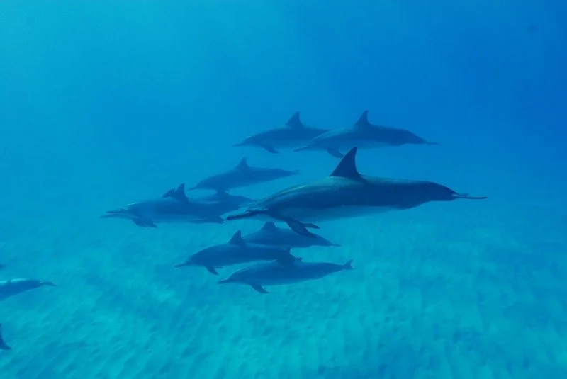 Group of dolphins swimming underwater in clear blue water.