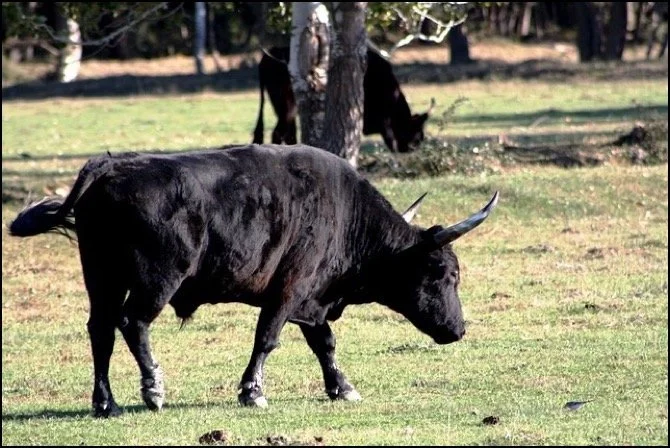 A black buffalo grazing in a grassy field with trees in the background.