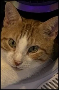 Close-up of an orange and white cat with green eyes resting on a surface.