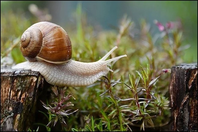 Animal Communication Morsels, Part 2 Animal Consciousness, Telepathic Communication and Dementia, Communication Technique