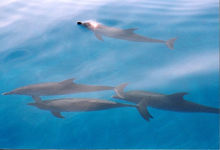 The Song is Love - Messages About Our Ecological Crisis