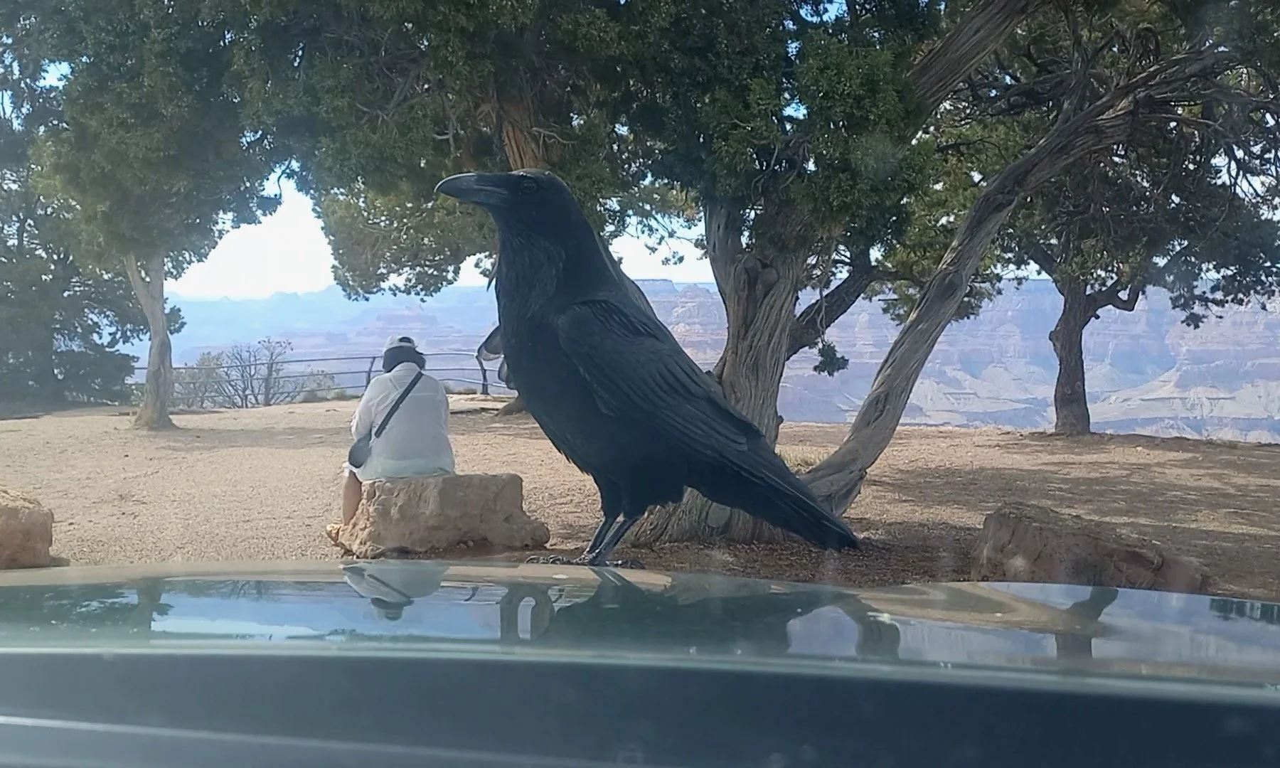 Grandmother Raven at the Grand Canyon