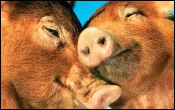Two baby pigs snuggling close together with their faces touching.