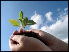 Hands holding a small plant with green leaves against a blue sky with clouds
