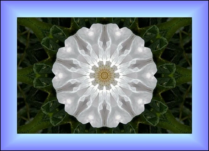 A digitally manipulated image of a white flower with symmetrical patterns, surrounded by green leaves, with a blue border.