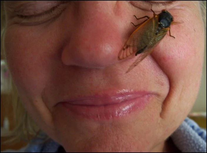 Living in Harmony with Insects