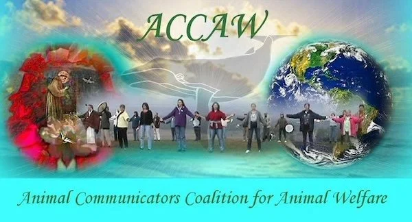 A diverse group of people holding hands in front of a background featuring the Earth and St. Francis, with text reading 'ACAW' and 'Animal Communicators Coalition for Animal Welfare'.