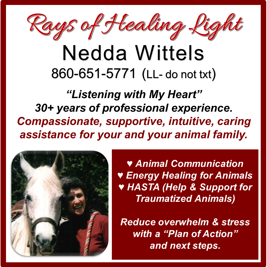 Business card for Neddaw Wittels, promoting rays of healing light, with a photo of a smiling woman with a white horse, and text about animal communication, energy healing, and support for traumatized animals.