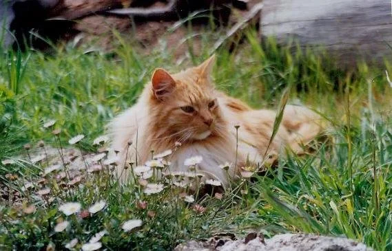 A long-haired orange cat lying in tall grass and white flowers outdoors.