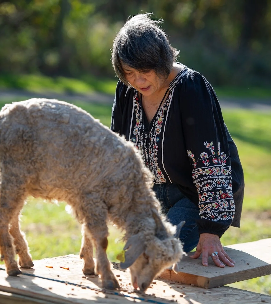 A woman with short dark hair and wearing a black embroidered blouse kneels on the grass, observing a sheep that is grazing on a wooden platform outdoors during daytime.