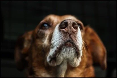 Close-up of a brown and white dog looking upward against a dark background.