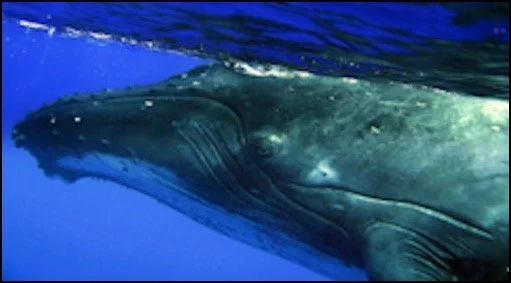 Close-up of a whale underwater.