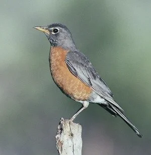 A bird with a gray head, back, and wings, and a reddish-brown breast and belly, perched on a tree stump.