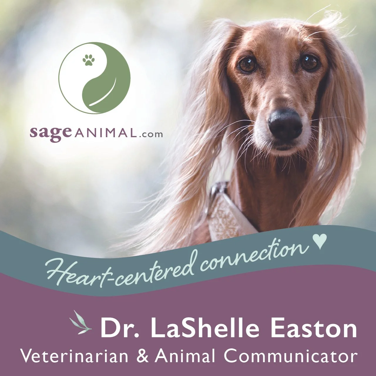A presentation slide for Dr. LaShelle Easton, a veterinarian and animal communicator, with a close-up photo of a long-haired dog, likely a spaniel, with the text "Heart-centered connection" and the logo "SageAnimal.com".