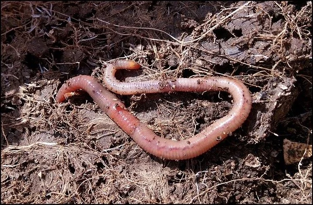 Earthworm World
