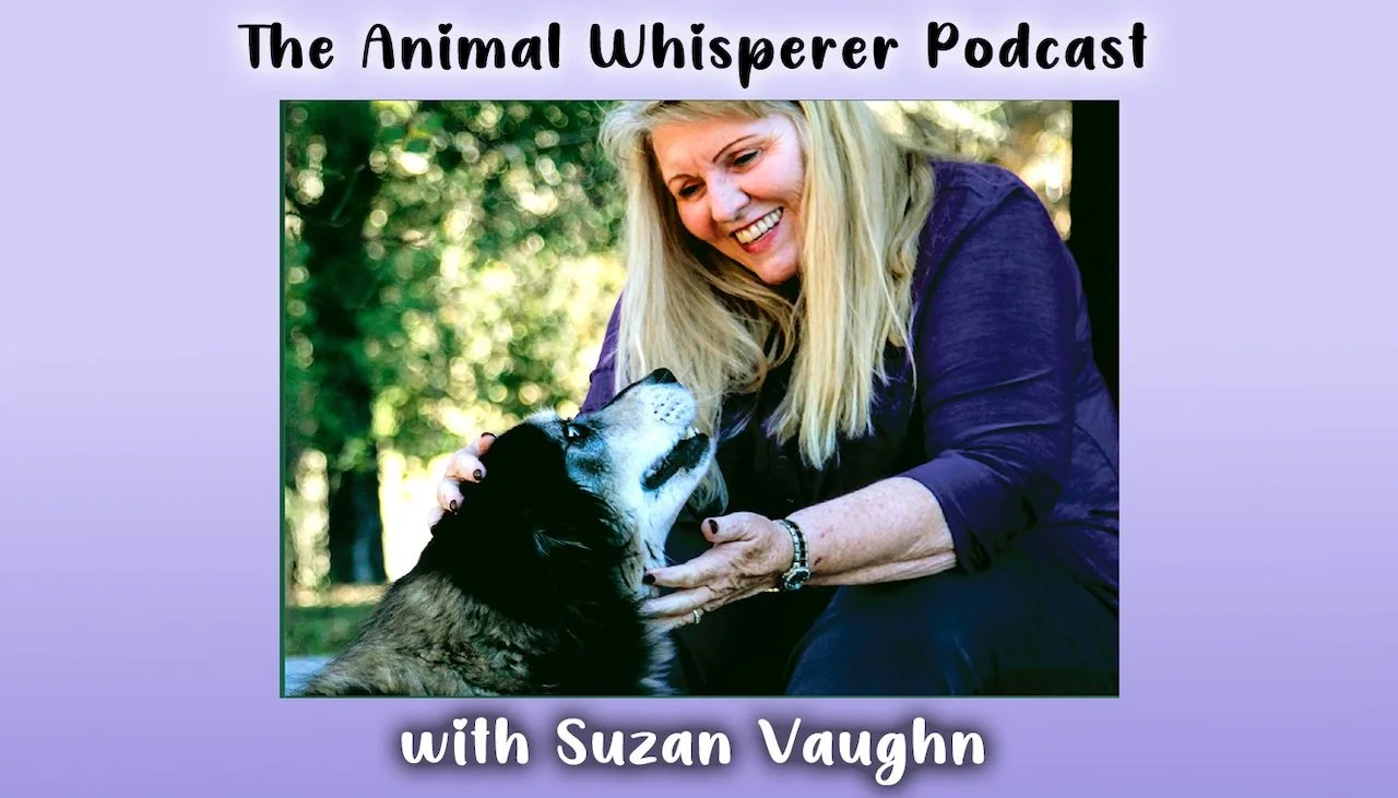 A woman with blond hair smiling and petting a black and white dog outdoors in a park during the daytime. Text above the image reads 'The Animal Whisperer Podcast' and below the image reads 'with Suzan Vaughn' with a purple gradient background.