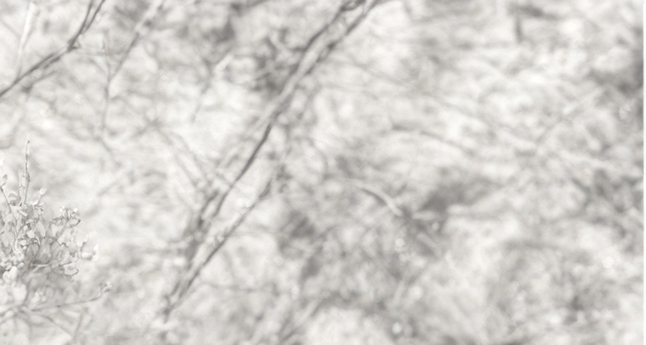 Blurred, grayscale image of outdoor plants and ground with wildflowers.