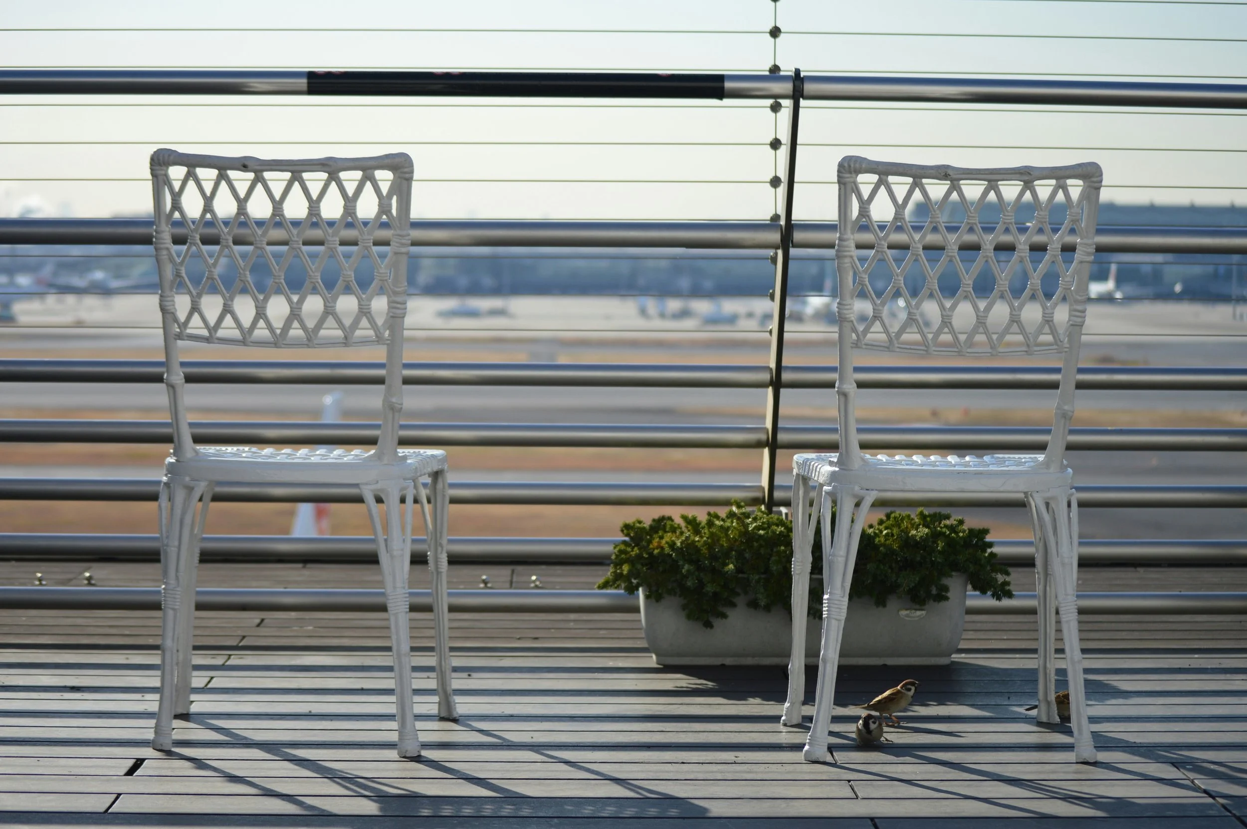 A balcony with two white chairs, a potted plant, and three small birds on the wooden floor, with a view of an airport runway and airplanes in the background.