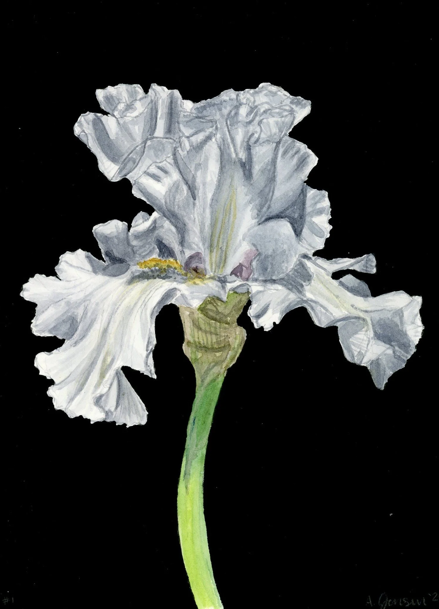 "White Iris"
2026, Watercolor & Guache