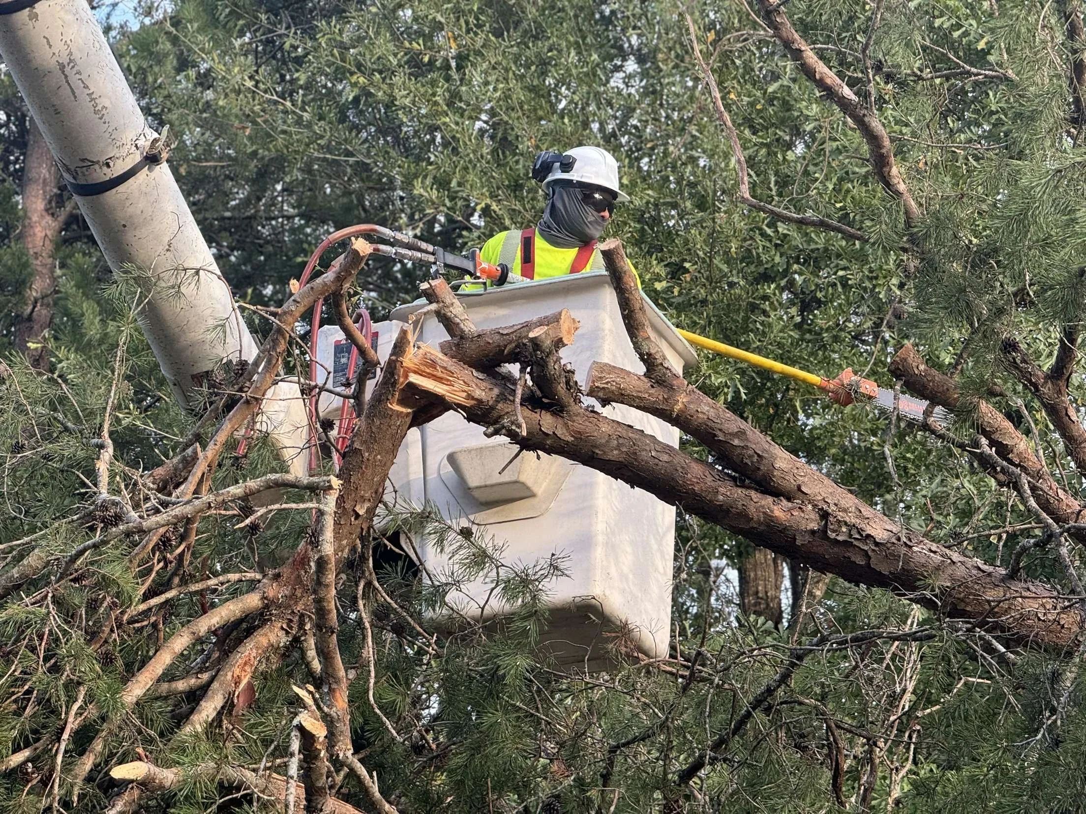 A utility worker on a cherry picker wearing a helmet, sunglasses, and gloves trimming a large tree with a pole saw.